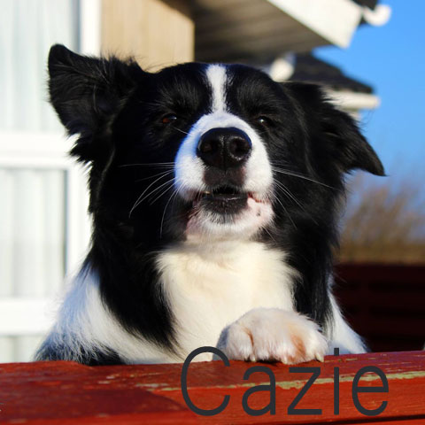 cazie